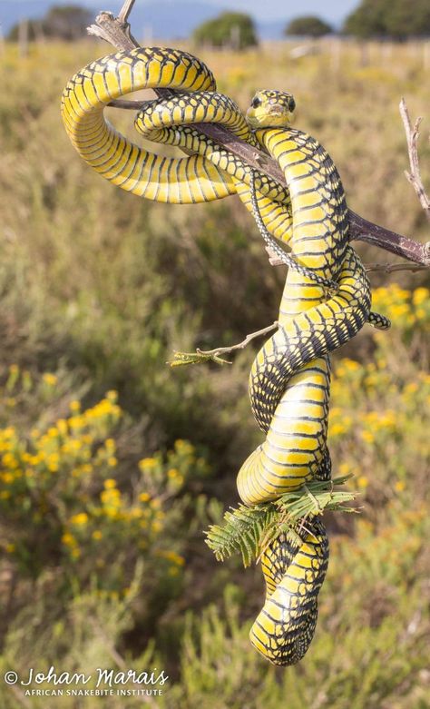 'Yellowish male Boomslang (Dispholidus typus) from Port Elizabeth, Eastern Cape.' SNAKEBITE INSTITUTE Boomslang Snake, Venomous Animals, Spiders And Snakes, Reticulated Python, Venomous Snakes, Vintage Vignettes, Cold Blooded, Snake Venom, Snake Bites