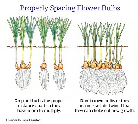 How To Plant Bulbs In Fall, What Bulbs To Plant In Fall, Bulb Planting Guide, Bulb Garden Design Layout, Bulb Planting Ideas, How To Plant Bulbs, When To Plant Bulbs, Bulbs Garden Design, Wildlife Garden Design