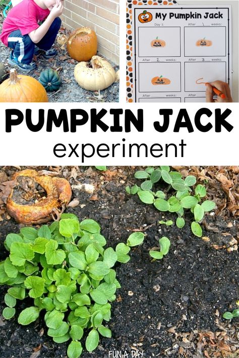 Decomposing Pumpkin Jack Experiment Pumpkin Jack Experiment, Pumpkin Decomposition, Pumpkin Jack Activities, Experiment For Preschool, Pumpkin Science Activities, Pumpkin Lesson Plans, Pumpkin Science Experiment, Pumpkin Lessons, Pumpkins Kindergarten