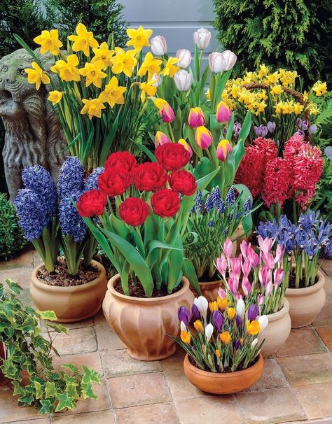 Spring Bulbs Garden, Flowers In Pots, Spring Planter, Spring Garden Flowers, Container Gardening Flowers, Spring Flowering Bulbs, Garden Bulbs, Spring Bulbs, Bulb Flowers