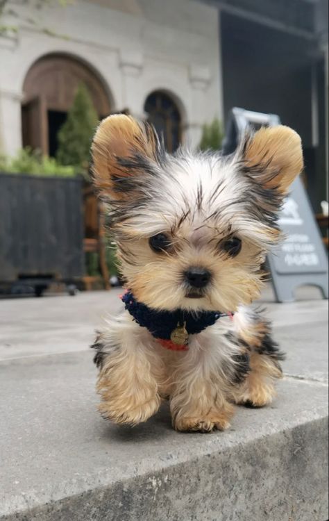 Puppy Teacup, Tattoos Dog, Cute Fluffy Puppies, Cute Fluffy Dogs, Teacup Yorkie Puppy, Cute Small Dogs, Cute Dog Wallpaper, Cele Mai Drăguțe Animale