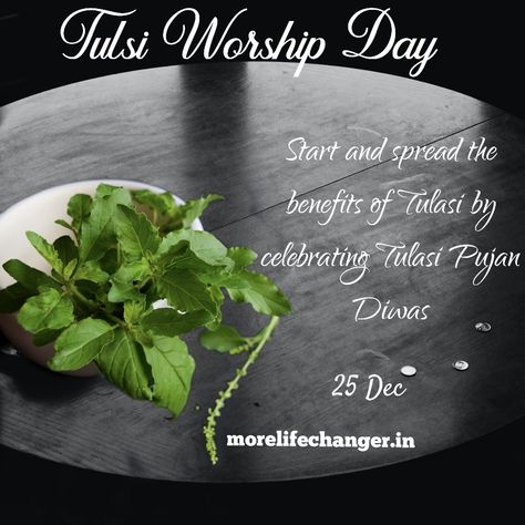 Tulsi Pujan Diwas Tulsi Pujan, Tulsi Tree, Therapeutic Quotes, Indian Proverbs, Tulsi Plant, Unknown Quotes, East Direction, Independence Day India, Sacred Plant