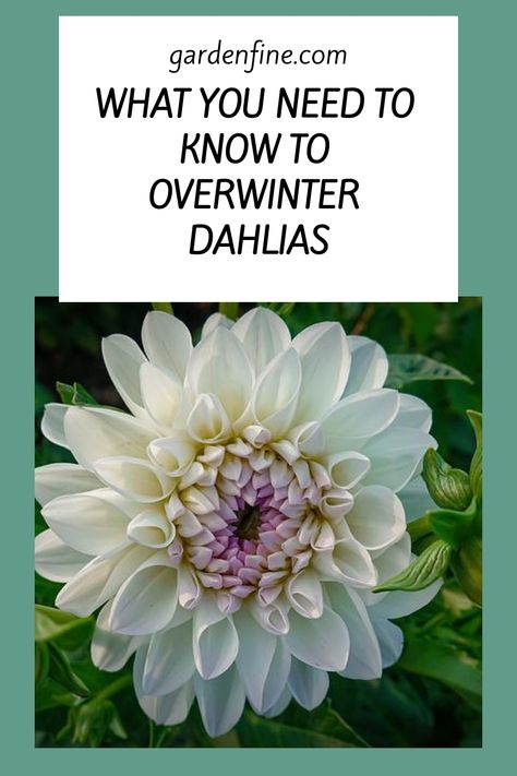 How To Winterize Dahlias, Dahlias In Pots, Overwintering Plants, Dalia Flower, Dahlia Flower Garden, Planting Dahlias, Survive Winter, Dahlia Tubers, Dahlias Garden