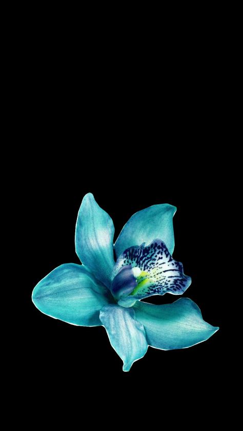 Blue Flower Black Background, Hibiscus Flower Wallpaper Iphone Black Background, Hibiscus Wallpaper Black Background, Blue Flowers Wallpaper Iphone, Hibiscus Flower Black Background, Flower Wallpaper Black Backgrounds, Single Flower Wallpaper, Flower Background Blue, Teal Flower Wallpaper