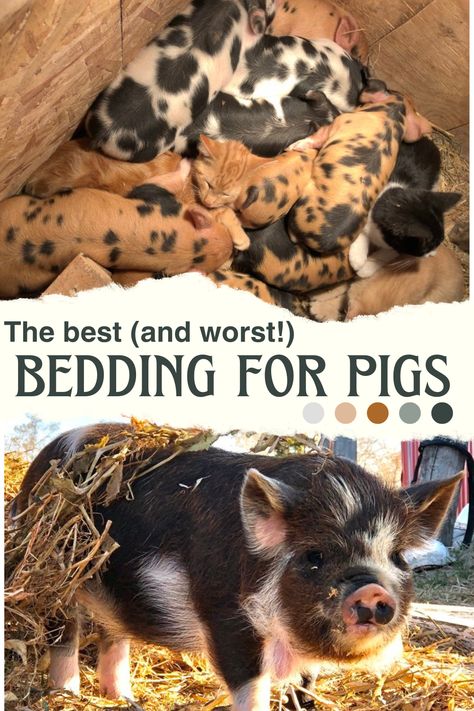 Guidelines for choosing the best bedding material for your pigs. How much bedding is needed for piglets, weanlings, or farrowing sows. What pig bedding is the most comfortable, the most absorbent, or the most sturdy. How to dispose of used bedding. Diy Pig Pen Outside, Pig Symbolism, Kunekune Pig Pen, Pig Barn Ideas, Pig Keeping, Pigs Farming Livestock, Pig Pen Ideas, Keeping Pigs, Backyard Livestock