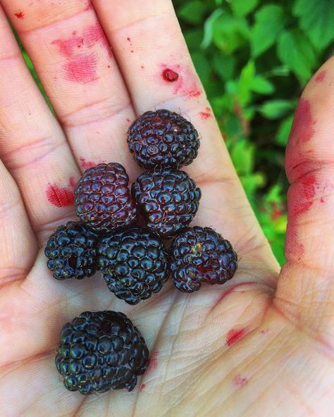 Black Raspberries vs. Blackberries: What’s the Difference? Sunny Moodboard, Black Raspberry Recipes, Black Raspberries, Black Dessert, Blackberry Picking, Raspberry Bush, Kitchen Witch Recipes, Raspberry Plants, Berry Patch