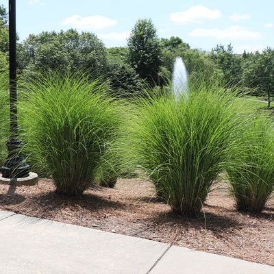 Shop – FastGrowingTrees.com Tall Grass Landscaping, Miscanthus Gracillimus, Miscanthus Sinensis Gracillimus, Ornamental Grass Landscape, Grasses Landscaping, Aesthetic Garden, Fast Growing Trees, Garden Aesthetic, Unique Trees