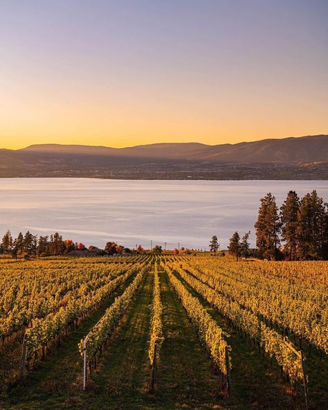 Explore Okanagan on Instagram: “📷 @through.canadian.eyes ・・・ 🇨🇦I’ve learned to find a new appreciation for the Okanagan Valley...it just doesn’t get any better…” Art Stall, Okanagan Valley, Visual Artist, The Valley, Photo Credit, Soil, Travel, On Instagram, Instagram