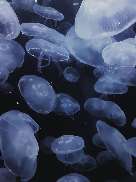 Jellyfish Widget, Jellyfish Pictures, Jellyfish Wallpaper, Wallpaper Widget, Sea Jellies, Cnidaria, Underwater Images, Blue Jellyfish, Minimal Photography