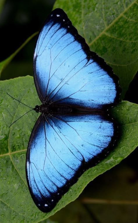 Morpho Azul, Beautiful Butterfly Pictures, Beautiful Butterfly Photography, Insect Photography, Butterfly Species, Beautiful Butterflies Art, Morpho Butterfly, Butterfly Poster, Blue Morpho