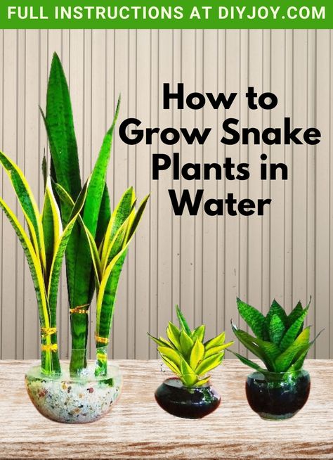 Snake Plant In Water Vase, Snake Plants In Water, Snake Plant In Water, Water Vase, Plant In Water, Plants Grown In Water, Home Plants, Snake Plants, Diy Gardening