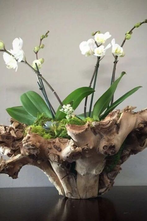 Plants are beautiful and natural additions to any home, and they have been shown to have numerous benefits for both physical and… Hanging Orchid, Orchid Plant Care, Orchid Flower Arrangements, Orchid Planters, Orchid Centerpieces, Orchid Plant, Ikebana Flower Arrangement, Growing Orchids, Orchids Garden