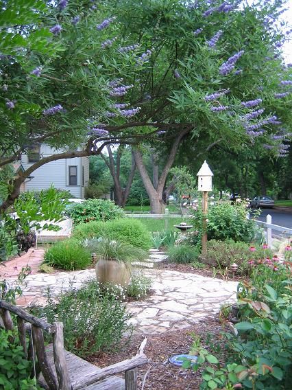 Vitex Tree Landscaping, Texas Hill Country Landscape Ideas, Texas Lilac Tree, Chase Tree, Texas Cottage Garden, Grassless Front Yard, Xeroscaping Backyard, Trees Front Yard, Mediterranean Front Yard