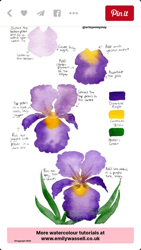 Watercolour Iris, Hur Man Ritar Blommor, Watercolor Iris, Watercolour Tutorial, Iris Painting, Learn Watercolor Painting, Watercolor Beginner, Watercolor Flowers Tutorial, Illustration Simple