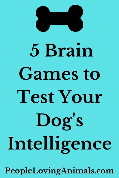 Games For Dogs, Iq Games, Brain Games For Dogs, Problem Solving Activities, Social Cues, Fun Brain, Dog Games, Mental Stimulation, Dog Brain