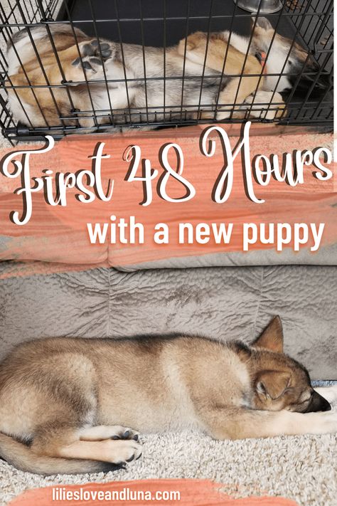 Newborn Puppy Care, Bringing Home Puppy, First Night With Puppy, Puppy Space, Puppy Schedule, Puppy Starter Kit, Puppy List, New Puppy Checklist, Puppy Checklist