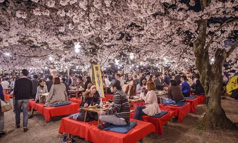 99 Bucket List Events Around the World - International Events & Festivals Festival Japan, Cherry Blossom Pictures, Asia Continent, Cherry Blossom Trees, Nara Japan, Tsukiji, Romantic Adventures, Cherry Blossom Festival, Cherry Blossom Season