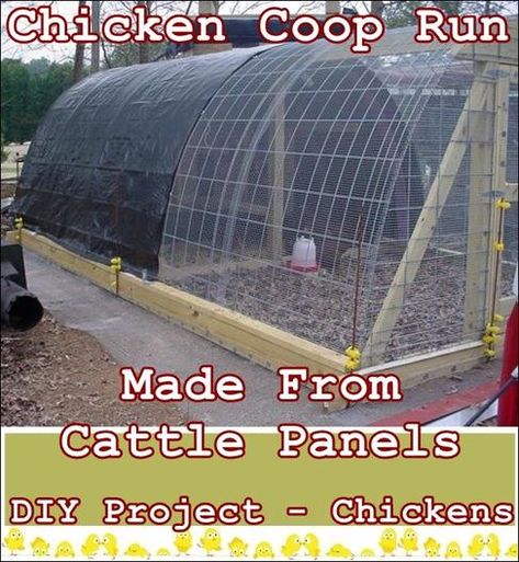 Chicken Coop Run Made From Cattle Panels DIY Project - Chickens Pallet Backyard, Decorating Backyard, Coop Layout, Easy Diy Chicken Coop, Coop Run, Coop Decor, Cheap Chicken Coops, Urban Chicken Farming, Oasis Backyard