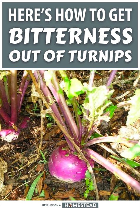 Cooking Turnips How To, Turnip And Parsnip Recipes, Cooked Turnips Recipe, How To Eat Turnips, How To Cook Turnips Recipes, What To Do With Turnips, Recipes For Turnips, Turnip Root Recipes, Turnips Recipe Southern Style