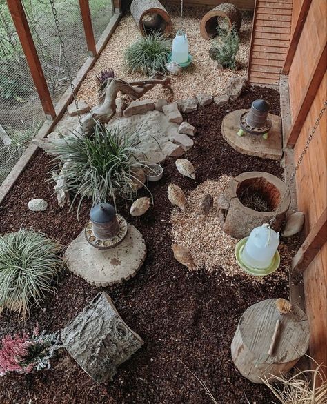 Quail Coops Ideas, Quail Pens On The Ground, Plants For Quail Pen, Quail Hideout, Quail Coop Ideas Diy Outdoor, Outdoor Quail Enclosure, Quail Set Up, Cute Quail Coop, Quail Habitat Diy