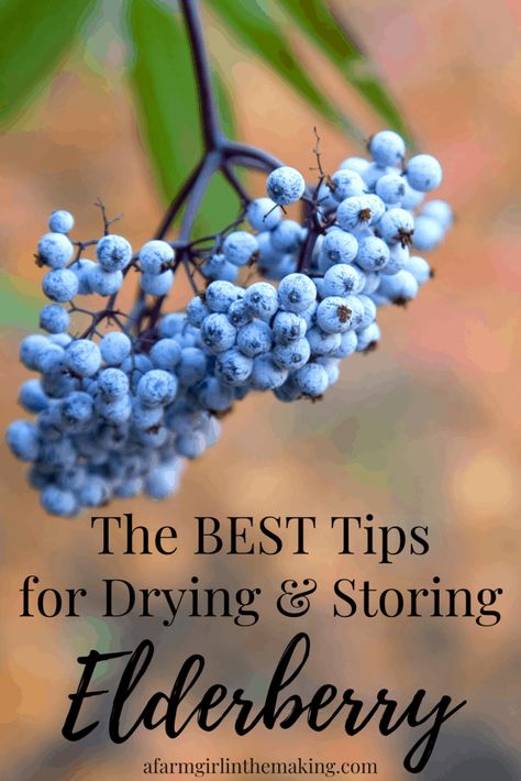 A Farm Girl in the Making | How to Dry Elderberries and Store for Long-Term Storage | https://afarmgirlinthemaking.com How To Dry Fresh Elderberries, How To Dry Elderberries, Drying Elderberries, Elderflower Recipes, Elderberry Flower, Herbal Tea Garden, Elderberry Recipes, Diy Medicine, Homemade Jams