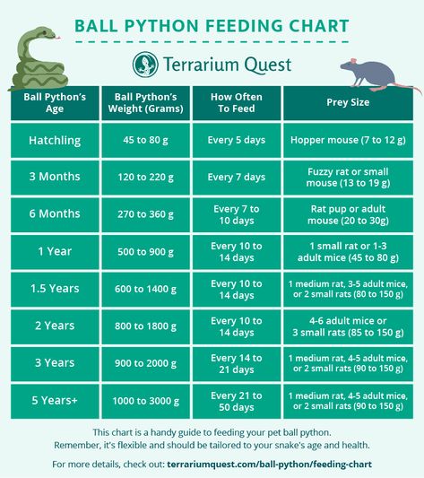 Snake Feeding Chart, Ball Python Feeding Chart, Ball Python Morphs Chart, Ball Python Enclosure Ideas Diy, Snake Enclosure Ideas Ball Python, Snake Tank Setup Ball Python, Snake Terrarium Ideas Ball Python, Ball Python Terrarium Ideas, Ball Python Cage