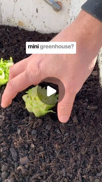 Danielle | Urban Homesteading on Instagram: "Did you know you can turn an old window or door into a mini greenhouse? This is your sign to find one and make your own greenhouse this fall and continue to eat fresh grown food from your backyard. 

#greenhouse #diygreenhouse #minigreenhouse #homesteading #homesteadlife #homesteading #gardening #homemade" Garden Winter, Eat Fresh, Winter Green, Backyard Greenhouse, Urban Homesteading, Diy Greenhouse, Mini Greenhouse, Green House, Winter Garden