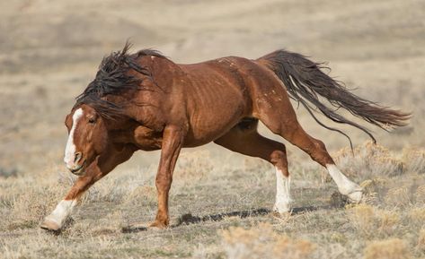 Charging horse Battle Horse, Equine Facility, Wilde Horse, Wild Horses Mustangs, Horse Reference, Horse Anatomy, Horse Galloping, Great Basin, Horse Inspiration