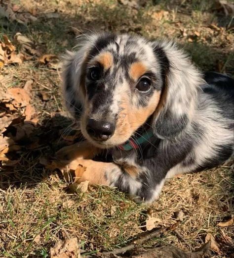 Long haired dapple dachshund. Long Hair Dapple Dachshund, Mini Dapple Dachshund Long Hair, Mini Long Haired Dachshund Full Grown, Long Haired Dapple Dachshund, Mini Long Haired Dachshund, Silver Dapple Dachshund, Teacup Dachshund, Weiner Dog Puppies, Puppy Things