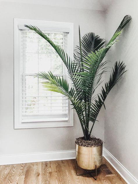 Gold flower pot. Palm tree. Best house plants. Best tall house plants. Potted palm trees. Best indoor plants. Large flower pots. #gold #flower #planter Tall House Plants, Gold Flower Pot, Potted Palm Trees, Best House Plants, Tall House, Tall Indoor Plants, Potted Palms, Tanaman Indoor, نباتات منزلية