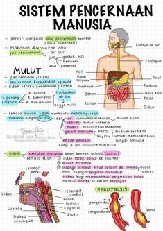 Materi Ipa, Sistem Pencernaan, Mind Map Design, Medical School Life, School Study Ideas, Study Biology, Sketch Note, Med School Motivation, Fesyen Rambut