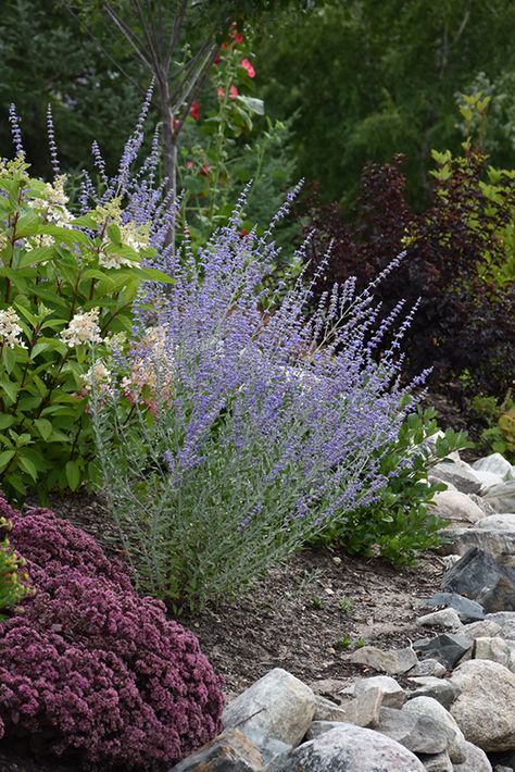 Perovskia Blue Spire Combination, Bird Pet, Sun Bed, Russian Sage, Low Water Gardening, Garden Plan, Front Landscaping, Grasses Garden, Garden Centre