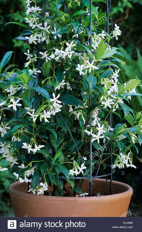 Jasmine Balcony, Jasmine Tree, Trachelospermum Jasminoides, Garden Plant Stand, Pot Garden, Star Jasmine, Garden Vines, Patio Plants, Moon Garden