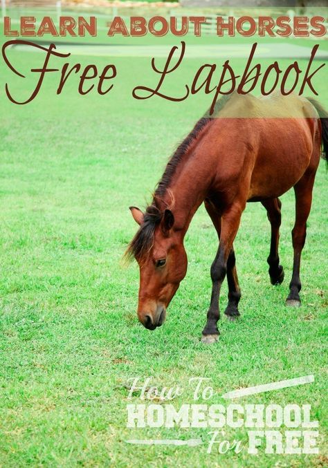 Free Printable Horses Lapbook Notebooking Pages, Horse Lessons, Free Homeschool Printables, Horse Camp, Free Horses, Horse Crafts, Animal Science, Word Searches, All About Horses