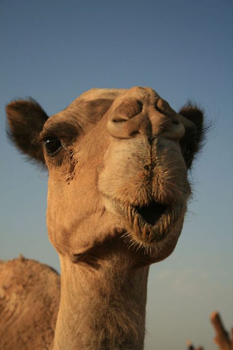 Dromedary Camel, Camels Art, Chicken Images, Nature Aesthetics, Animals Tattoo, Camellia Sinensis, Wildlife Animals, Wallpapers Hd, A Kiss