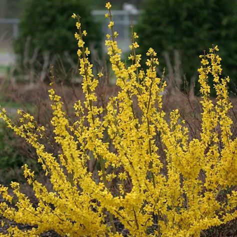 Show Off® Forsythia | Naturehills.com Plant Zones, Proven Winners, Easy Care Plants, Blooming Plants, Best Rock, Landscaping With Rocks, Spring Blooms, Flower Bud, Hedges