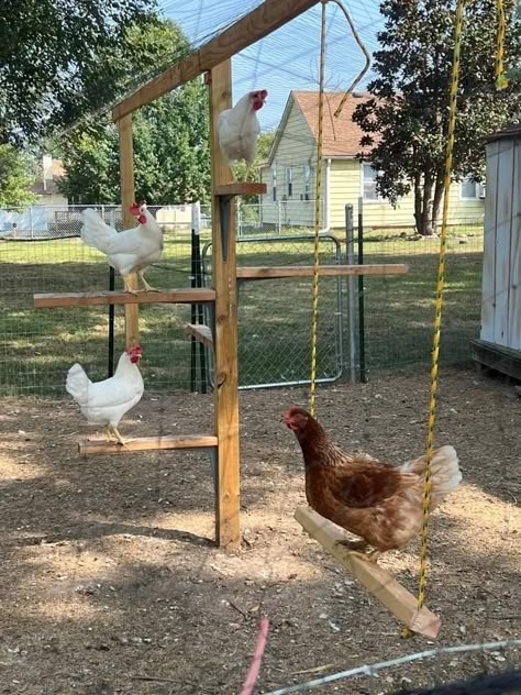 #backyardchickens #raisedchickenfood #chickenruns #chickenfood #boredombusters #chickenswing Chicken Roosting Ladder, Arizona Chicken Coop, Chicken Coop Runs, Chicken Coop Enrichment, Chicken Run Decor, Chicken Coop Perch, Chicken Care Backyard, Diy Roosting Bars For Chickens, Ideas For Chicken Coop