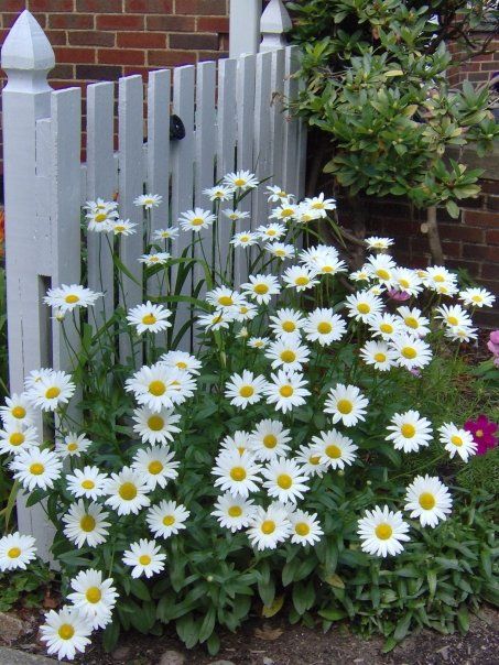 Shasta Daisies Shasta Daisies, White Daisies, Picket Fence, Fence, Period, Daisy, White