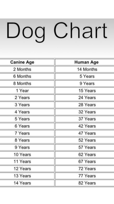 The age of your dog now-the age of your dog in dog years Dog Age Chart, Dog Chart, Year 8, Year 9, Dog Ages, Year 6, Year 7, Dog Years, Year 11