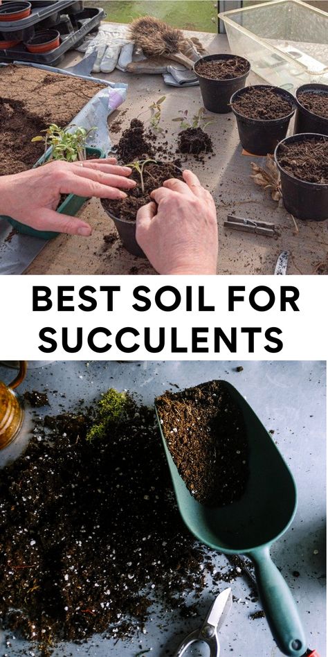 Best Soil For Succulents Succulent Soil Recipe, Succulent Soil Mixture, Soil For Succulents, Best Soil For Succulents, Sedum Garden, Repotting Succulents, Garden Soil Mix, Succulent Garden Diy, Succulents Plants