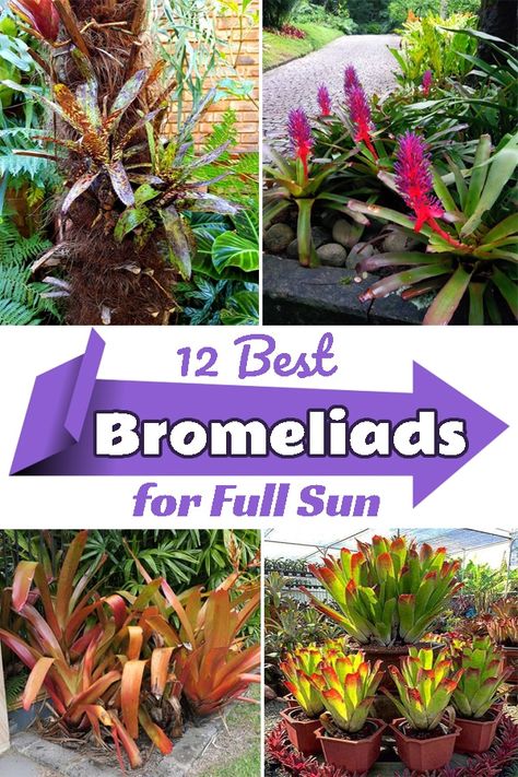 Want to give a tropical touch to your garden? Check out these Best Full Sun Bromeliads that'll add a splash of color to your green bed! Bromeliads Garden Ideas, Bromeliads Landscaping Outdoor, Bromeliads Landscaping Front Yards, Landscaping With Bromeliads, Full Sun Container Ideas Tropical, Colorful Florida Landscaping, Full Sun Bromeliads, Tropical Landscaping Full Sun, Tropical Border Plants