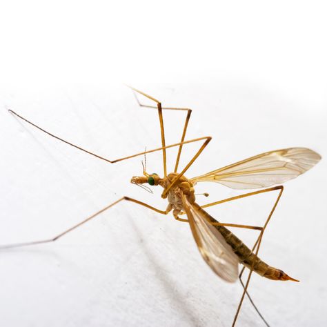 Daddy Long Legs / Crane Fly Giant Mosquito, Interesting Insects, Fly Insect, Crane Fly, Arachnids, Spiders, Long Legs, A A, A P