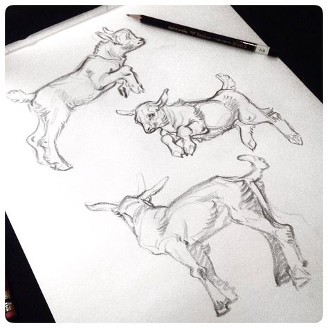 Baby Goat sketches #JAWCooper Nice Drawings, Tier Tattoo, Goat Art, Baby Goat, Barn Painting, Tmnt Artwork, Baby Goats, Animal Sketches, Animal Figures