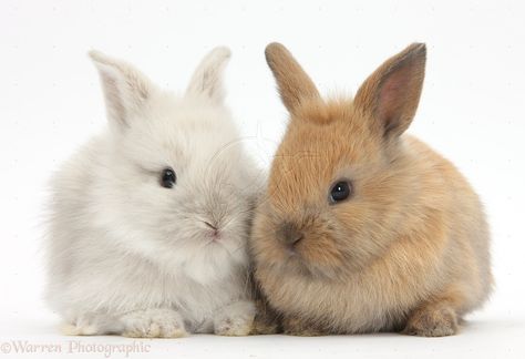 bunnies | WP36678 Two Baby Lionhead x Lop bunnies. Lop Bunnies, Suffolk Sheep, Two Bunnies, Domestic Animals, Logan Lerman, Bunny Pictures, Pet Bunny, Second Baby