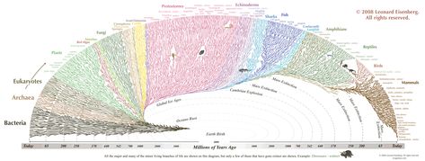 This Hypnotically Beautiful Chart Shows All Life On Earth - Business Insider Phylogenetic Tree, Science Infographics, Visual Thinking, Family Trees, Life On Earth, Web Project, Data Visualization, Science And Nature, Family Tree