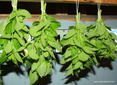 How to Harvest and Dry Lemon and Lime Balm - Getty Stewart Frontier Living, Lemon Balm Uses, Lemon Balm Recipes, Lemon Balm Plant, Herbs Growing, Storing Lemons, Gardening Journal, Harvesting Herbs, Healing Garden