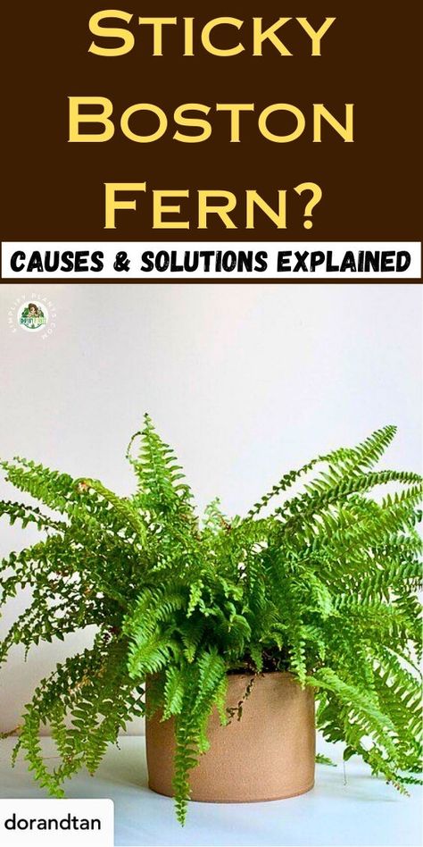 "Discover why your Boston Fern is sticky and learn effective solutions in our guide, ""Why Is My Boston Fern Sticky? (Causes How To Fix)"" on Simplify Plants. Explore essential Boston Fern care tips for indoor and outdoor settings, including how to maintain healthy ferns as houseplants or outdoor ferns. Whether you have hanging ferns or indoor ferns, our expert advice on Boston Ferns care will help you troubleshoot and nurture your plants to thrive. Boston Fern Care, Outdoor Ferns, Fern Care, Indoor Ferns, Evergreen Ferns, Hanging Ferns, Potted Ferns, Ferns Care, Boston Fern