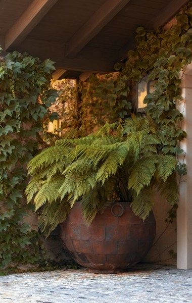 Moderne Have, Potted Ferns, Garden Container, Garden Estate, Estate Garden, Garden Urns, Garden Containers, Garden Pictures, Container Garden