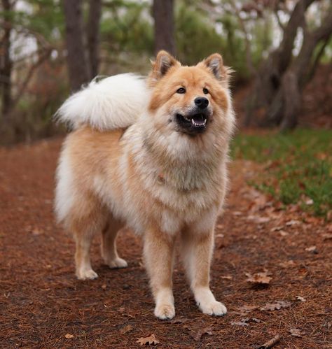 Eurasian Dog, Eurasier Dog, Dog Types, Spitz Breeds, Every Dog Breed, Dog Breeds Medium, Types Of Dogs, Mixed Breed Dogs, Sweet Dogs