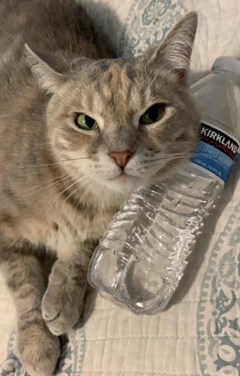 water fiend Cats Pictures, Feline Animals, Pets Funny, Cats Cute, Silly Cats, About Cats, Cute Kittens, Animals Pets, Cat Pics